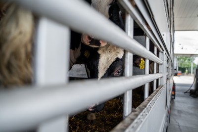 Transport se zvířaty z Německa na benzínce v Turecku - Nevinné oběti